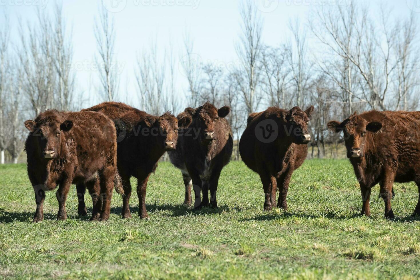 Export cows production in the Argentine countryside, Buenos Aires Province, Argentina. photo