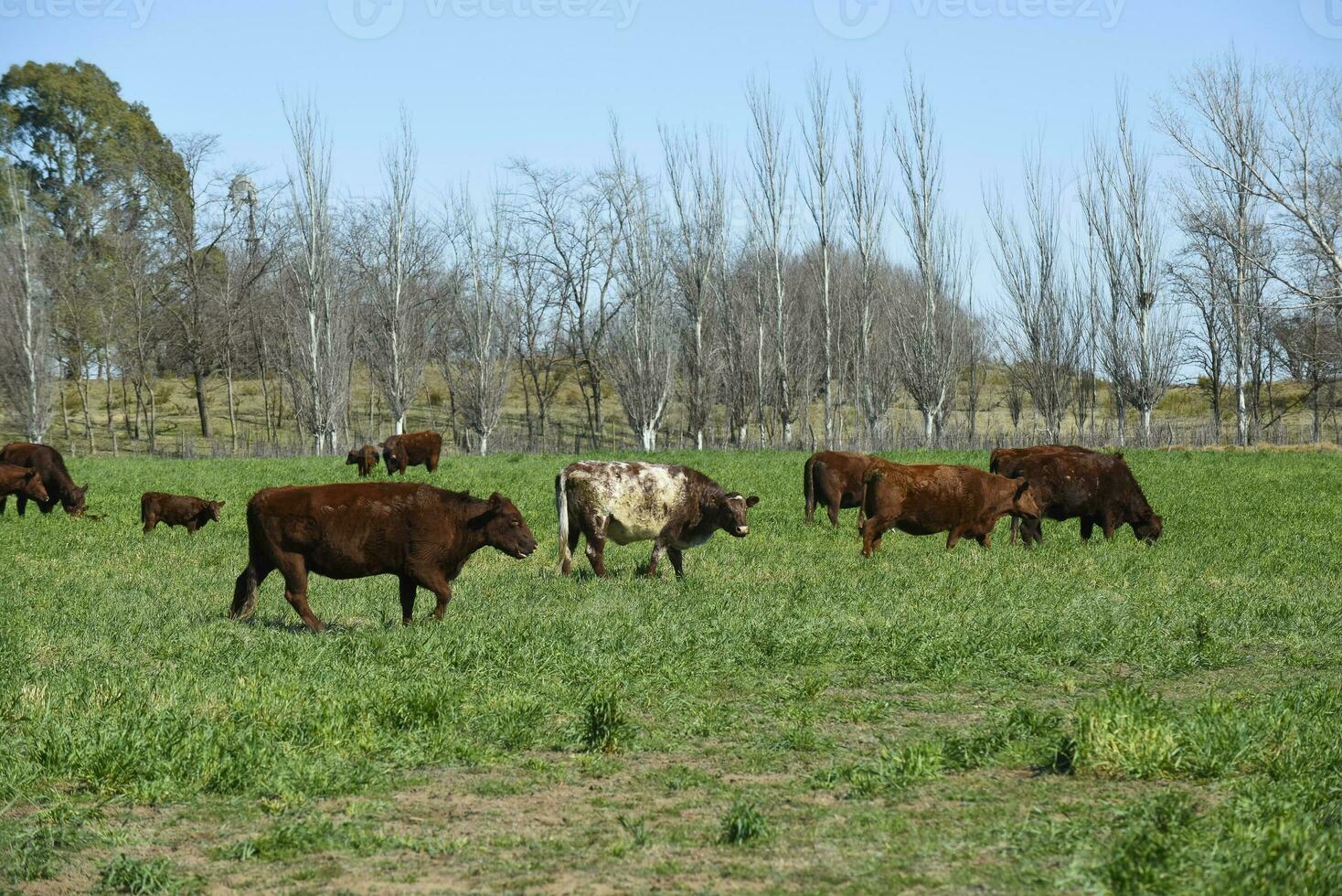 Cattle raising in pampas countryside, La Pampa province, Argentina. photo