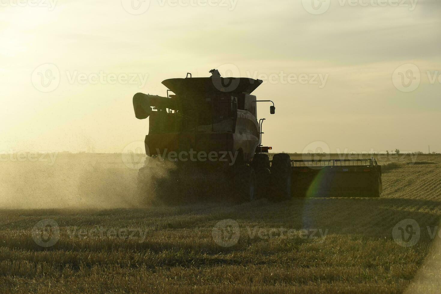 segador máquina, cosecha en el argentino campo, buenos aires provincia, argentina. foto