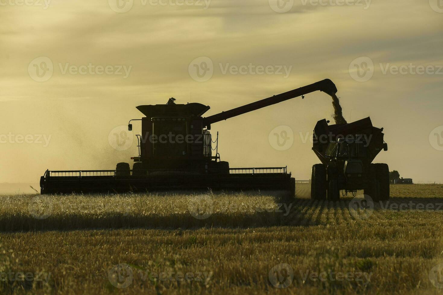 Harvester machine, harvesting in the Argentine countryside, Buenos Aires province, Argentina. photo
