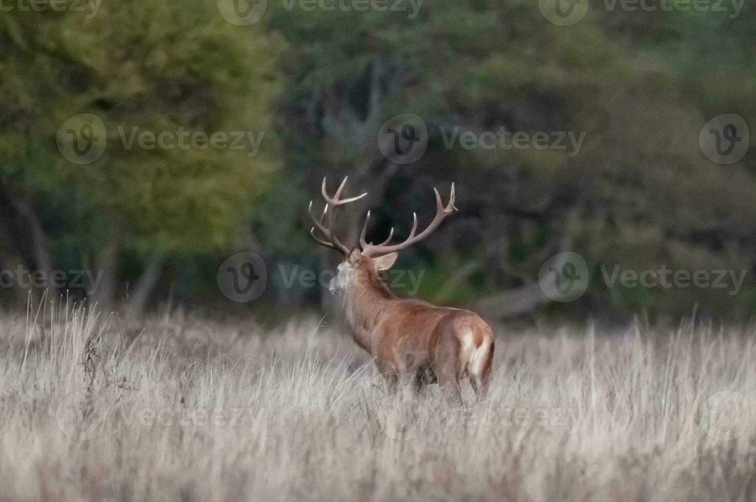 Male Red deer in La Pampa, Argentina, Parque Luro, Nature Reserve photo