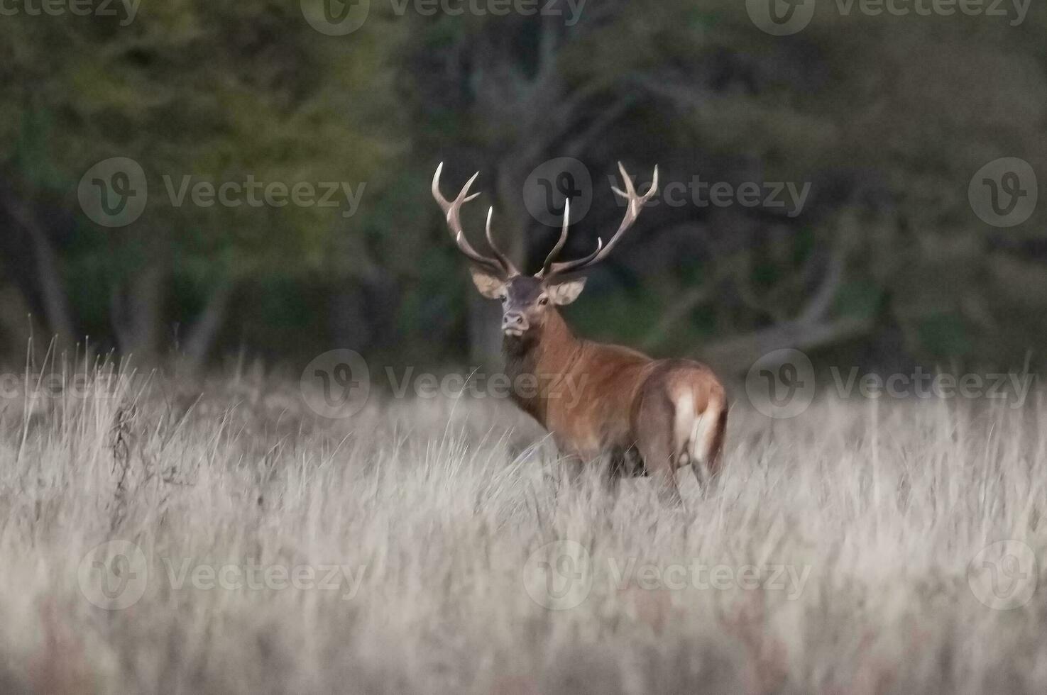 masculino rojo ciervo en la pampa, argentina, parque luro, naturaleza reserva foto