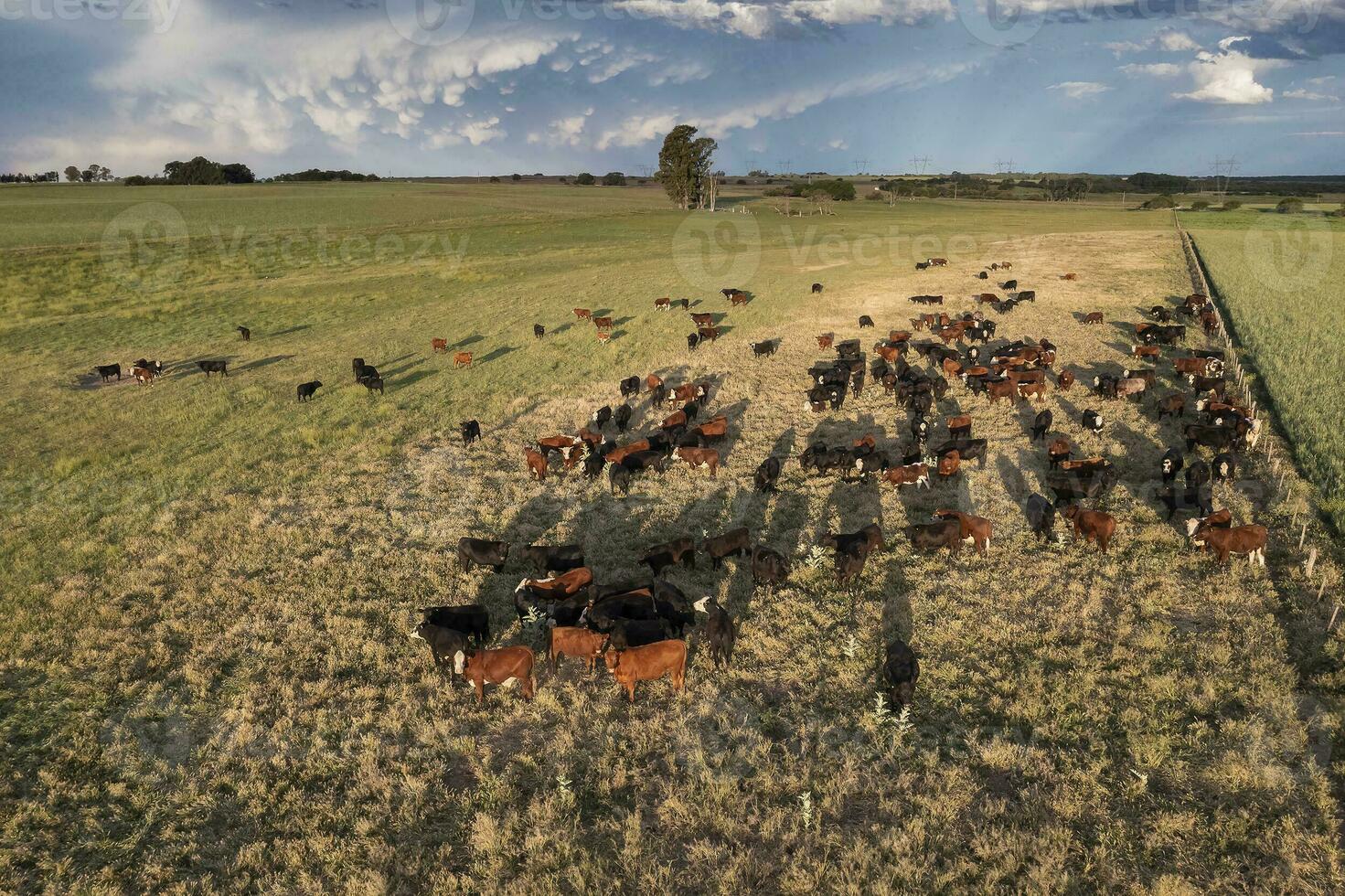 Aerial view of a troop of steers for export, cattle raised with natural pastures in the Argentine countryside. photo