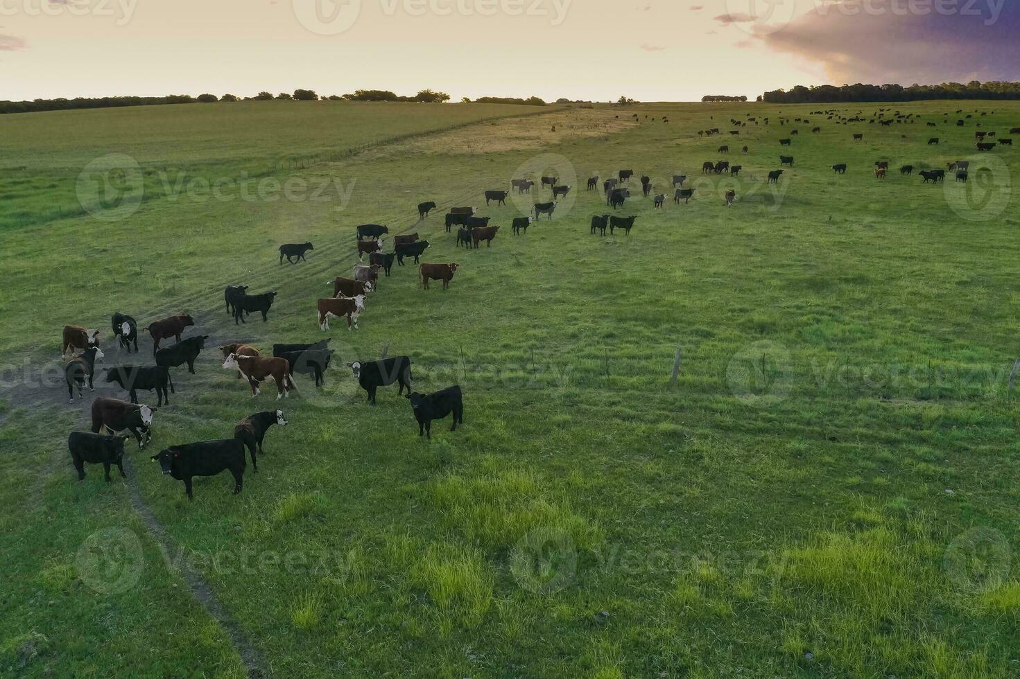 Aerial view of a troop of steers for export, cattle raised with natural pastures in the Argentine countryside. photo