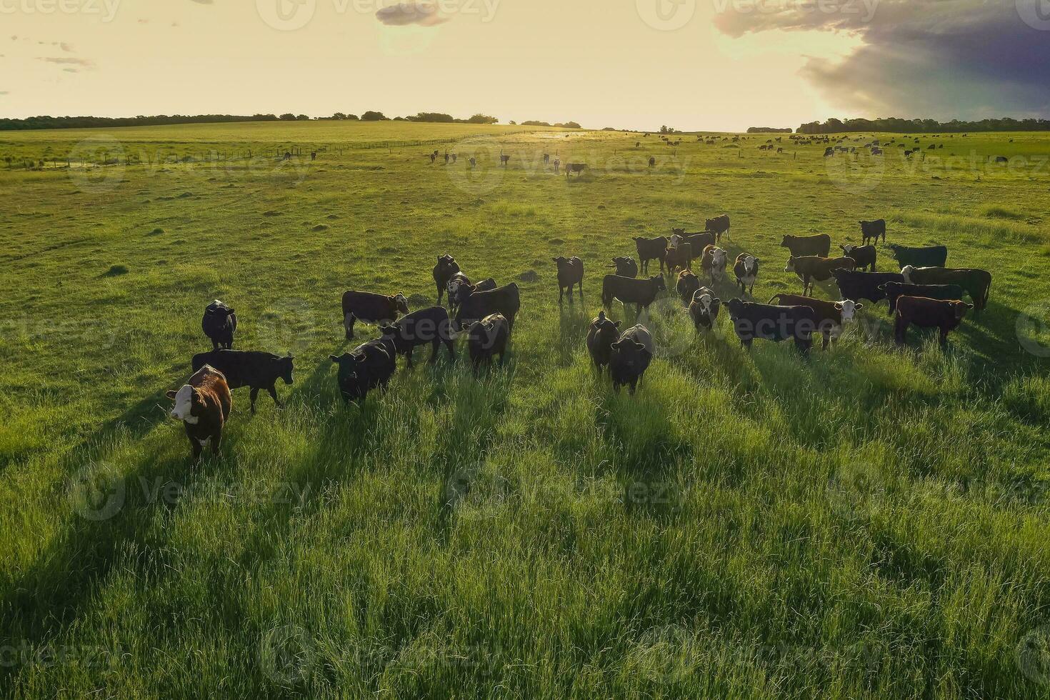 Aerial view of a troop of steers for export, cattle raised with natural pastures in the Argentine countryside. photo