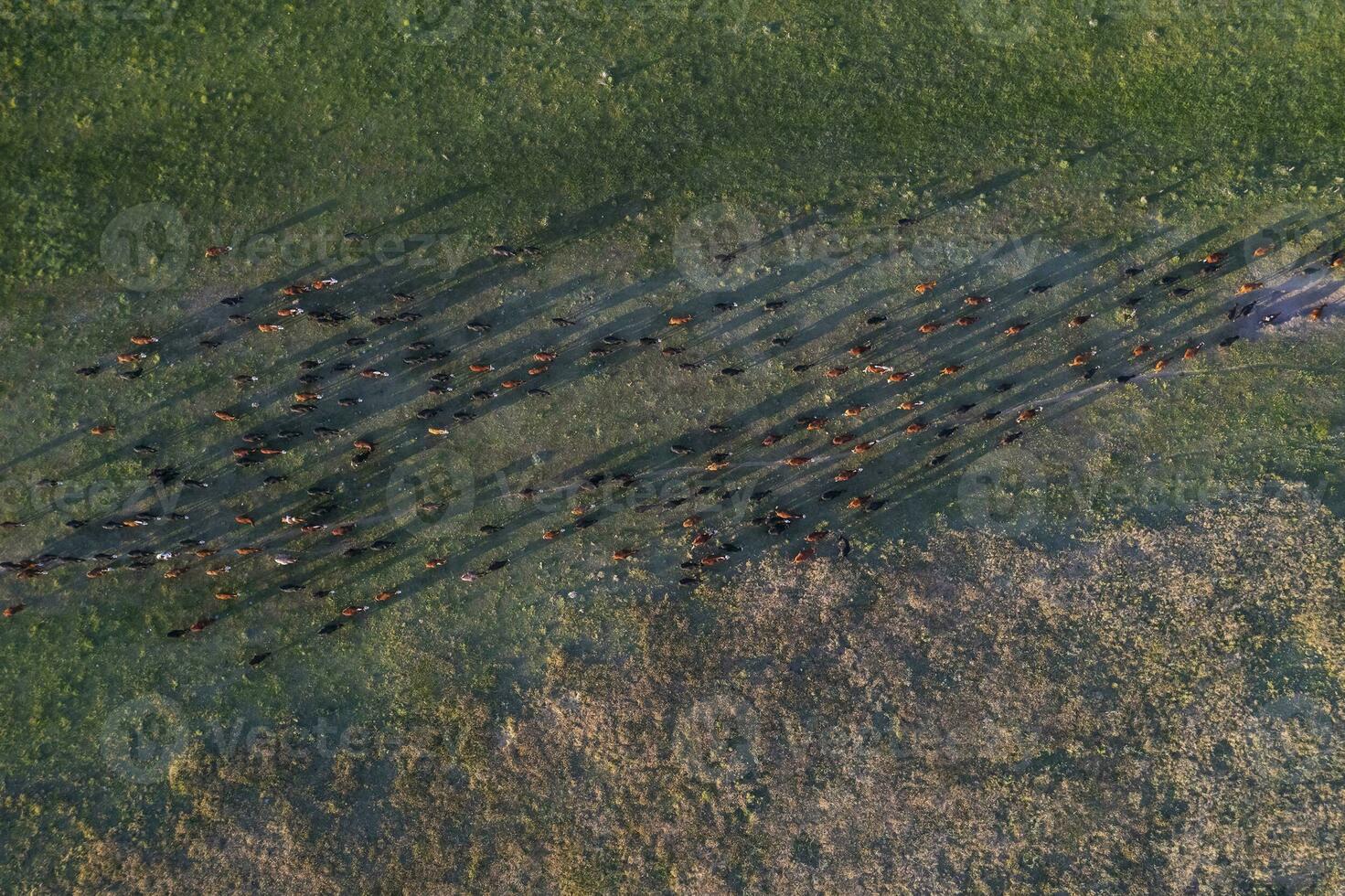 Aerial view of a troop of steers for export, cattle raised with natural pastures in the Argentine countryside. photo