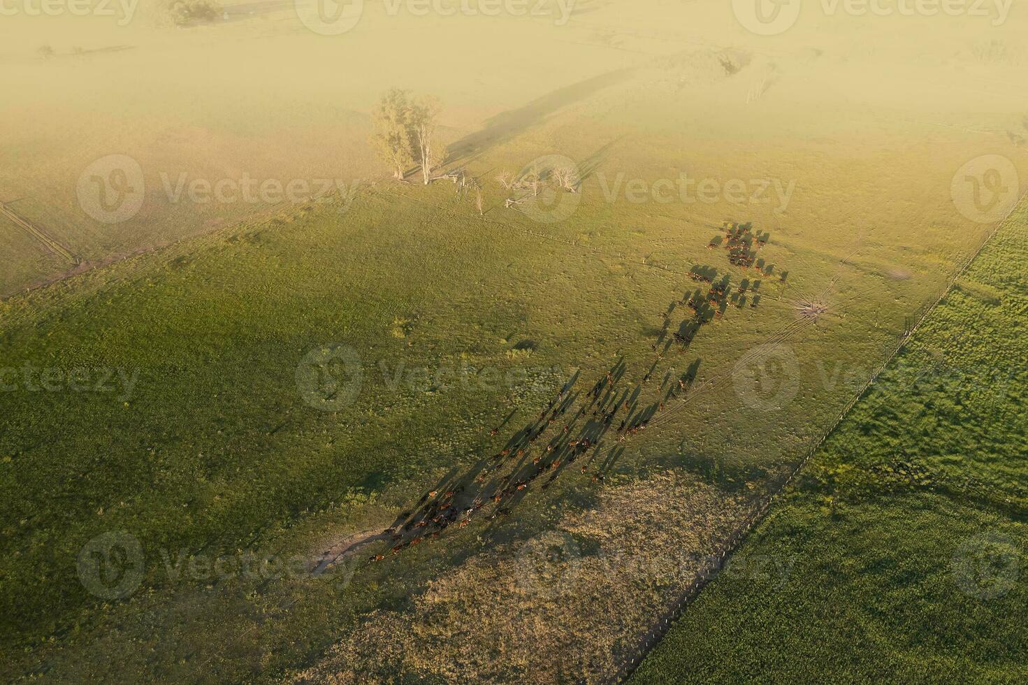 Aerial view of a troop of steers for export, cattle raised with natural pastures in the Argentine countryside. photo