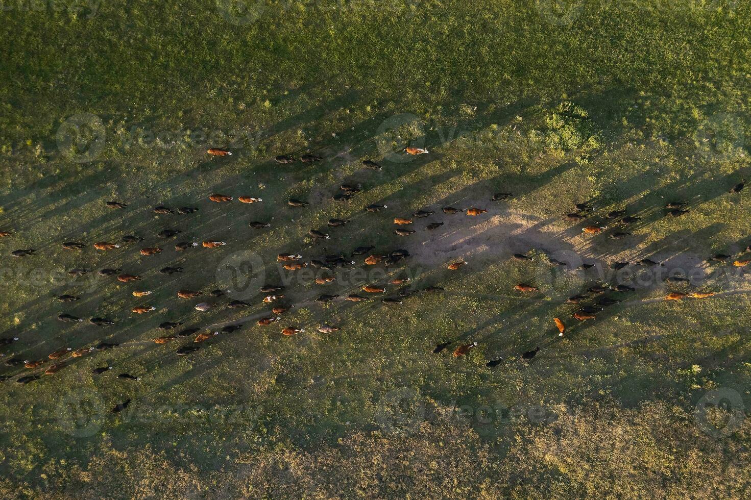 Aerial view of a troop of steers for export, cattle raised with natural pastures in the Argentine countryside. photo