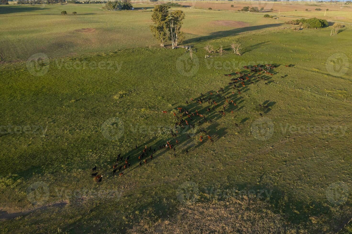 Aerial view of a troop of steers for export, cattle raised with natural pastures in the Argentine countryside. photo