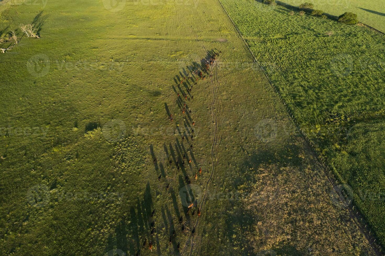 Aerial view of a troop of steers for export, cattle raised with natural pastures in the Argentine countryside. photo