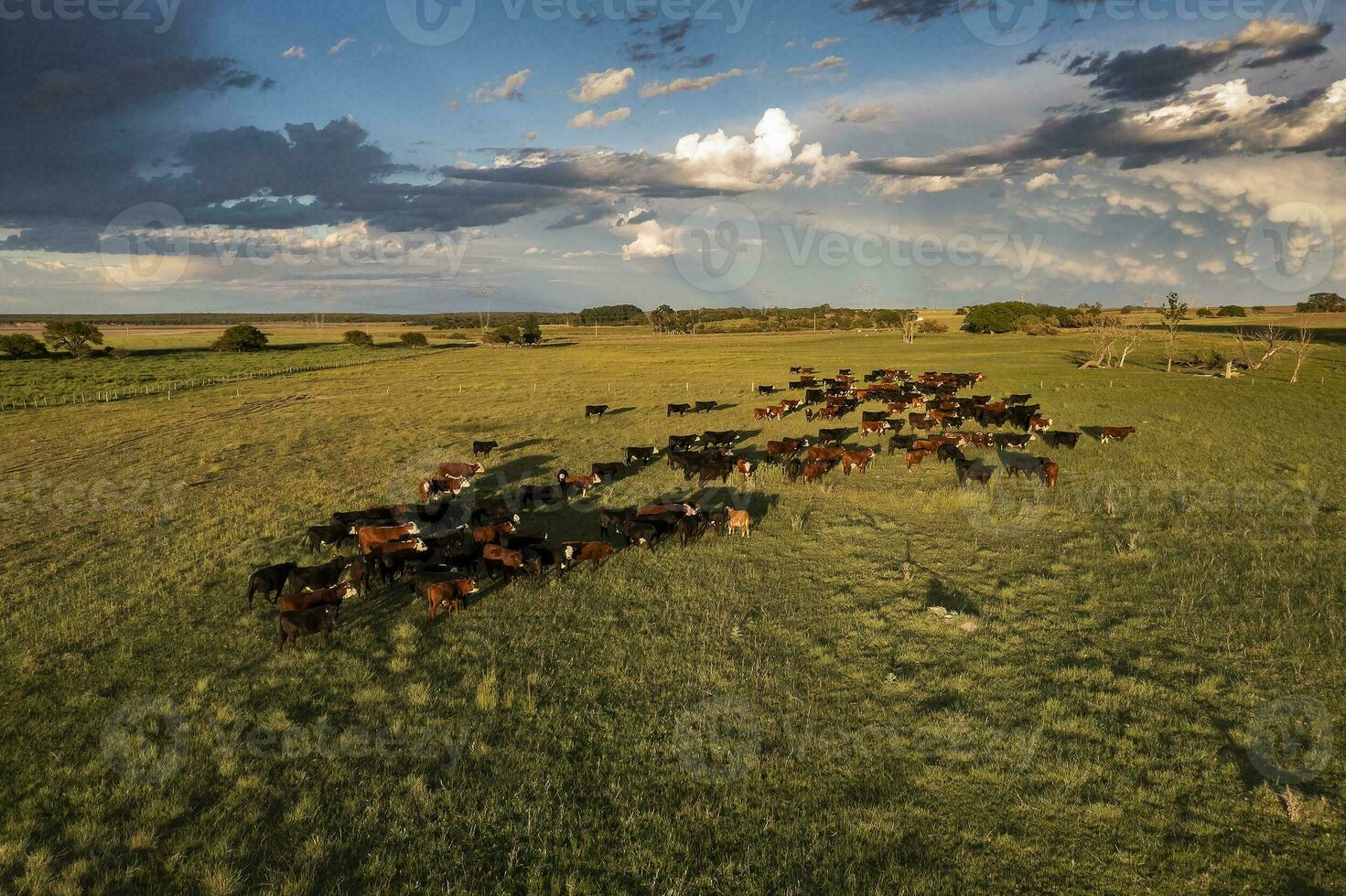 Aerial view of a troop of steers for export, cattle raised with natural pastures in the Argentine countryside. photo
