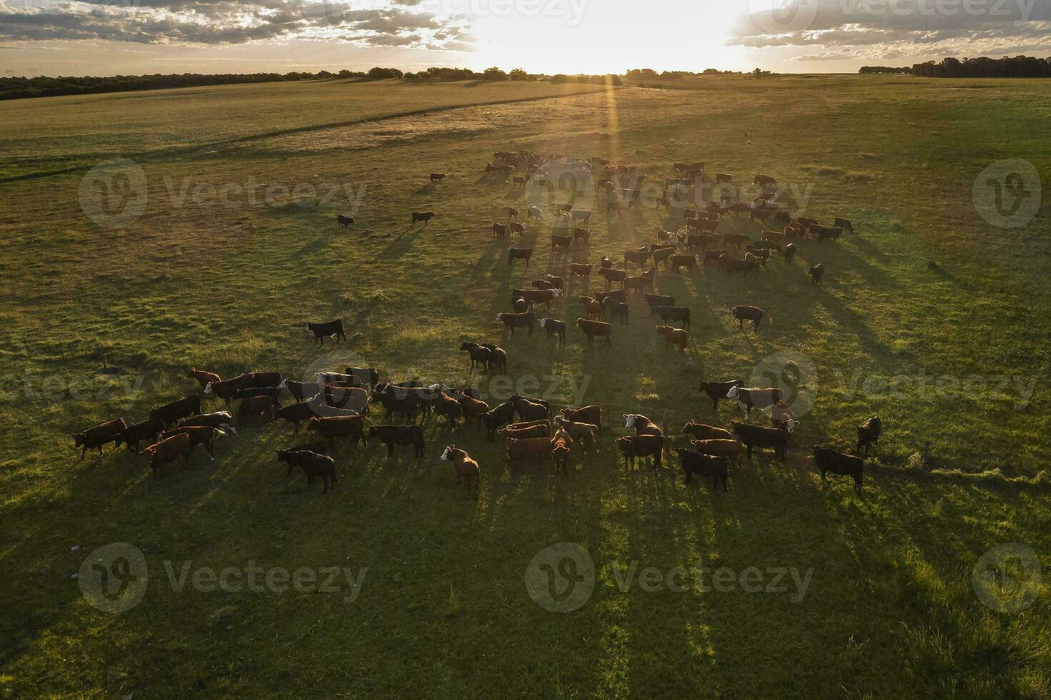 Aerial view of a troop of steers for export, cattle raised with natural pastures in the Argentine countryside. photo
