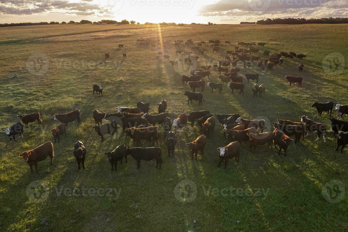 Aerial view of a troop of steers for export, cattle raised with natural pastures in the Argentine countryside. photo