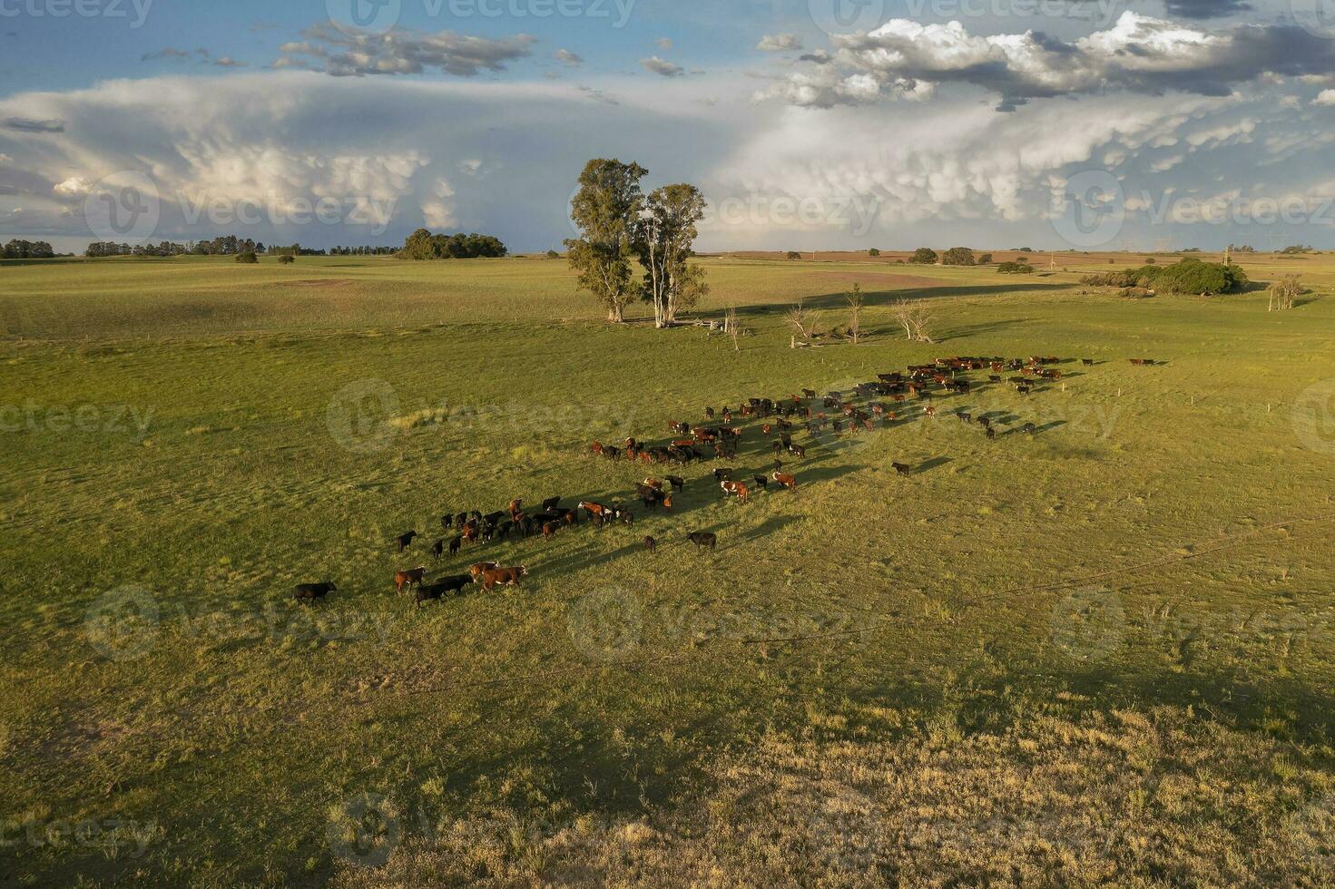 Aerial view of a troop of steers for export, cattle raised with natural pastures in the Argentine countryside. photo