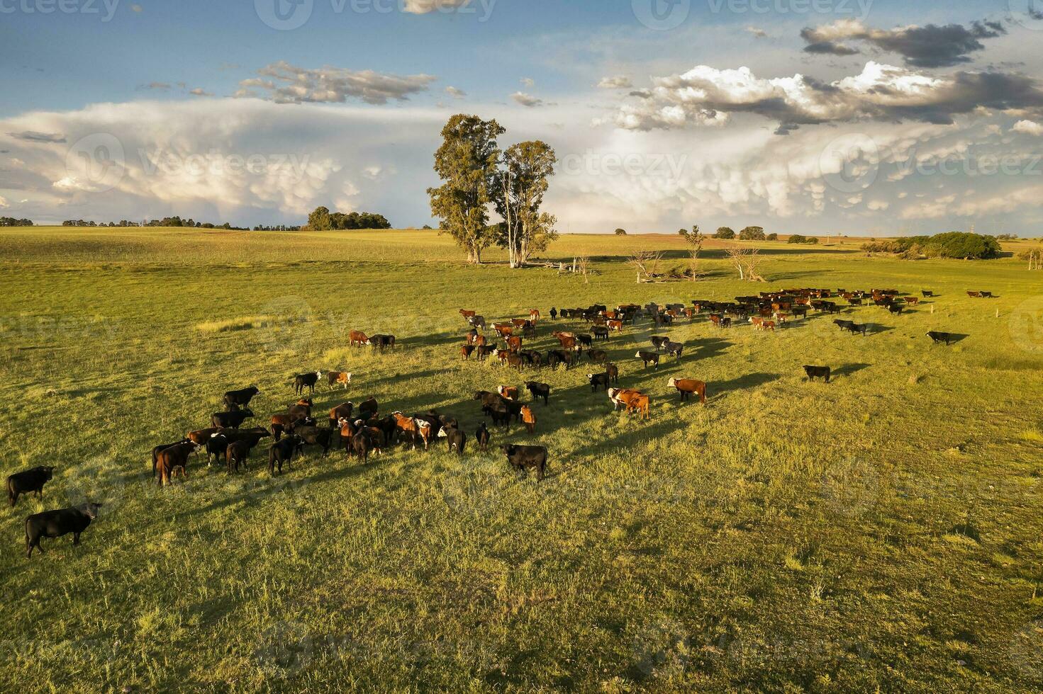 Aerial view of a troop of steers for export, cattle raised with natural pastures in the Argentine countryside. photo