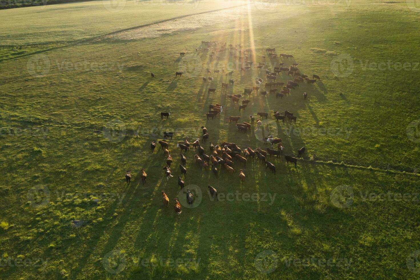 Aerial view of a troop of steers for export, cattle raised with natural pastures in the Argentine countryside. photo