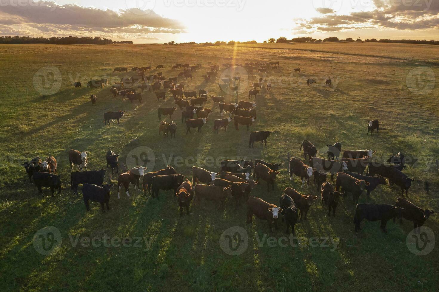 Aerial view of a troop of steers for export, cattle raised with natural pastures in the Argentine countryside. photo