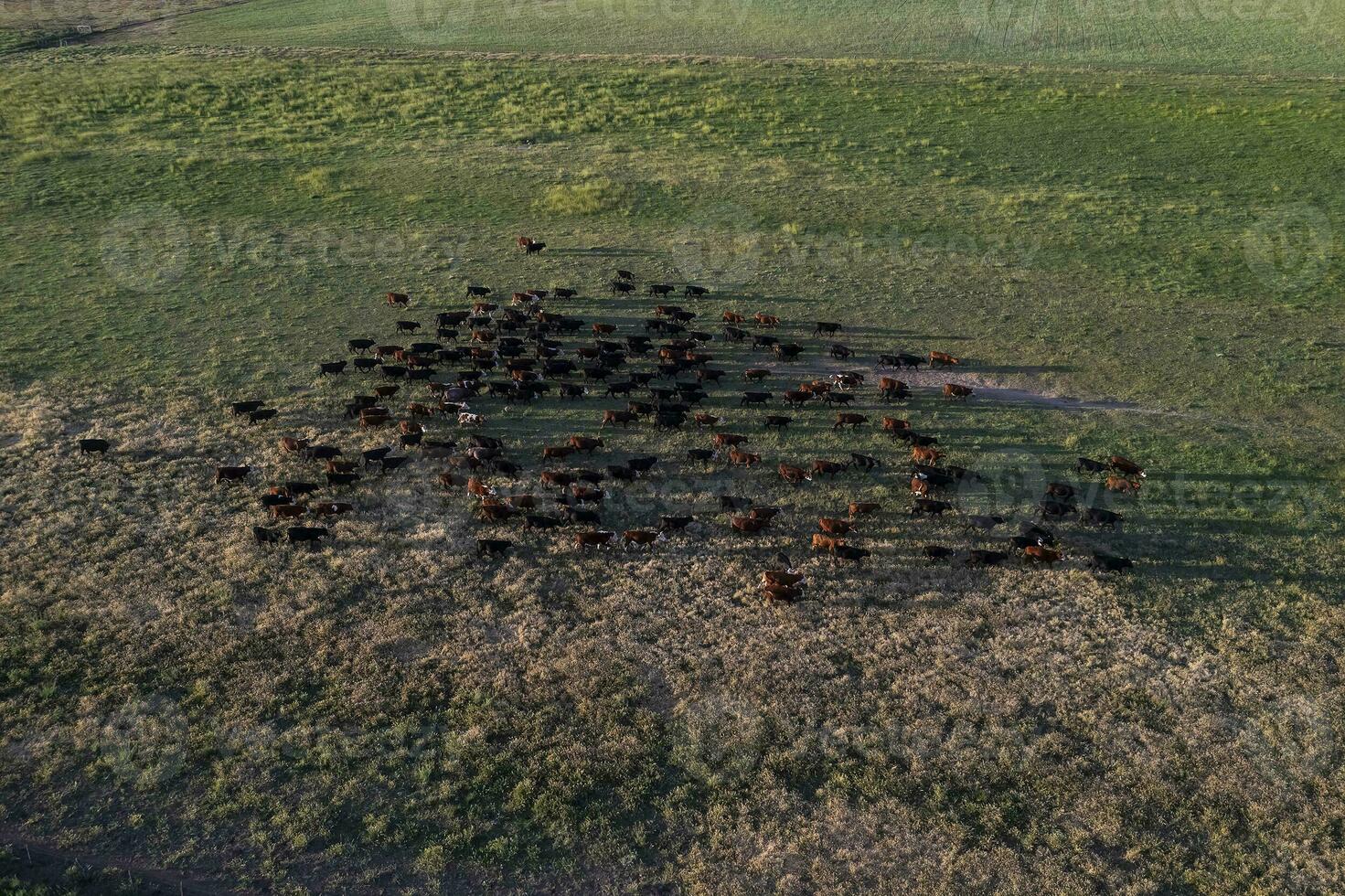 Aerial view of a troop of steers for export, cattle raised with natural pastures in the Argentine countryside. photo
