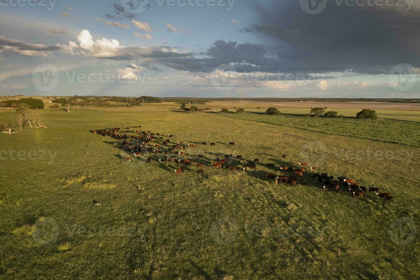 Aerial view of a troop of steers for export, cattle raised with natural pastures in the Argentine countryside. photo