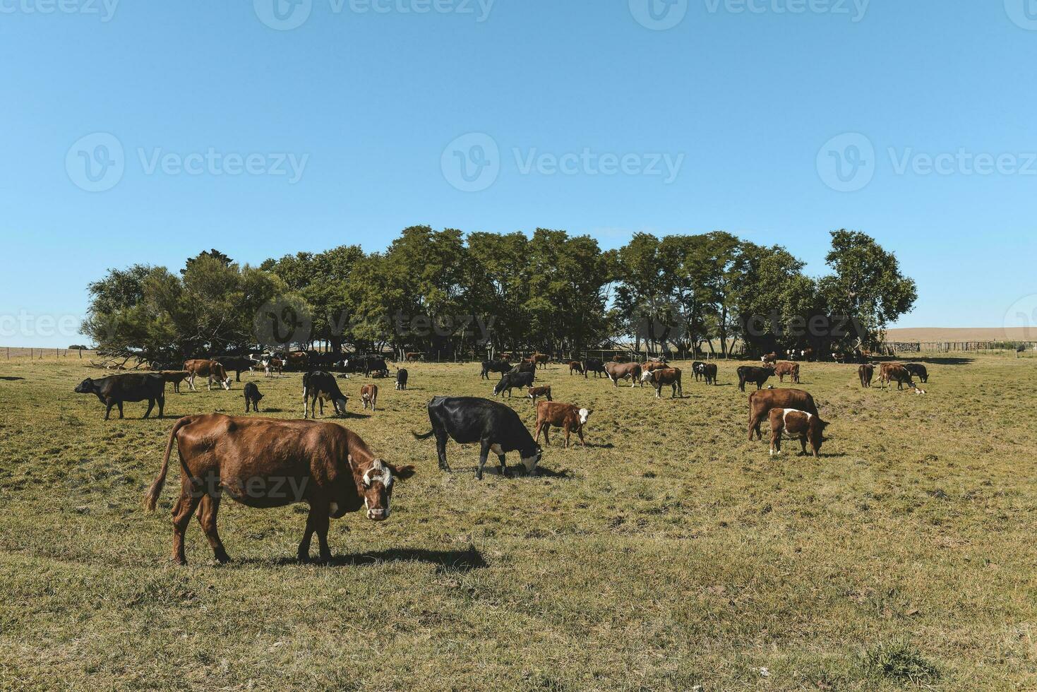 Cattle in Argentine countryside,La Pampa Province, Argentina. photo