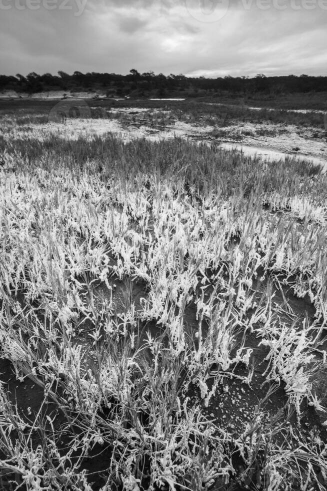 Saltpeter on the floor of a lagoon in a semi desert environment, La Pampa province, Patagonia, Argentina. photo