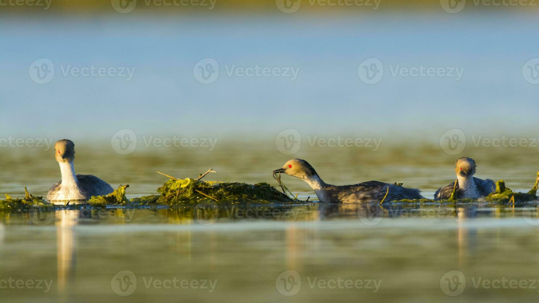 Silvery Grebe in Pampas Lagoon, La Pampa Province,  Patagonia, Argentina. photo