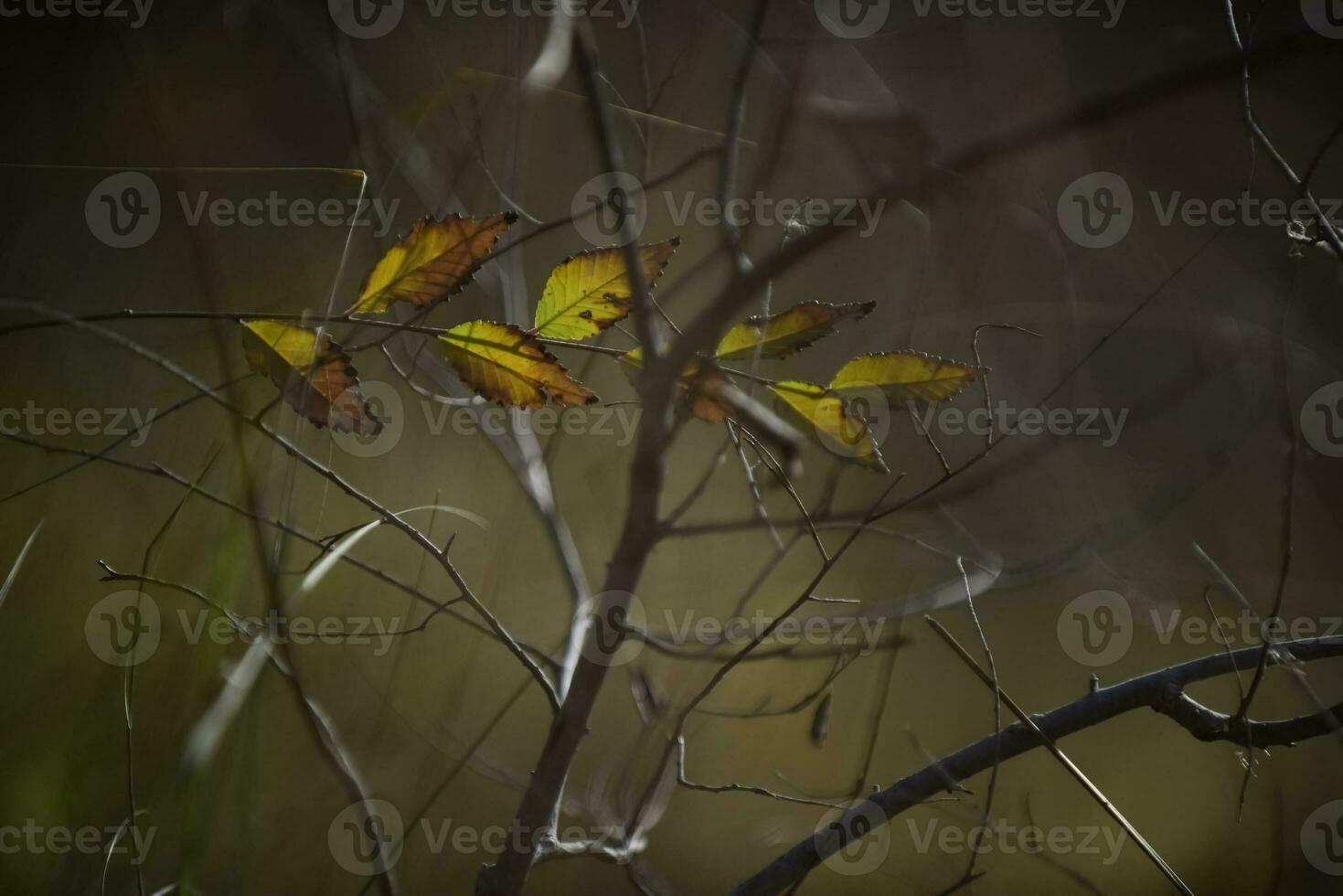 Autumn leaves in the forest, La Pampa Province, Patagonia, Argentina. photo