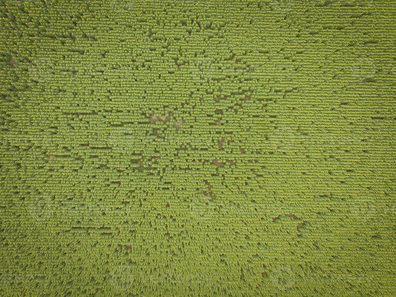 Sunflower cultivation, Aerial view, in pampas region, Argentina photo