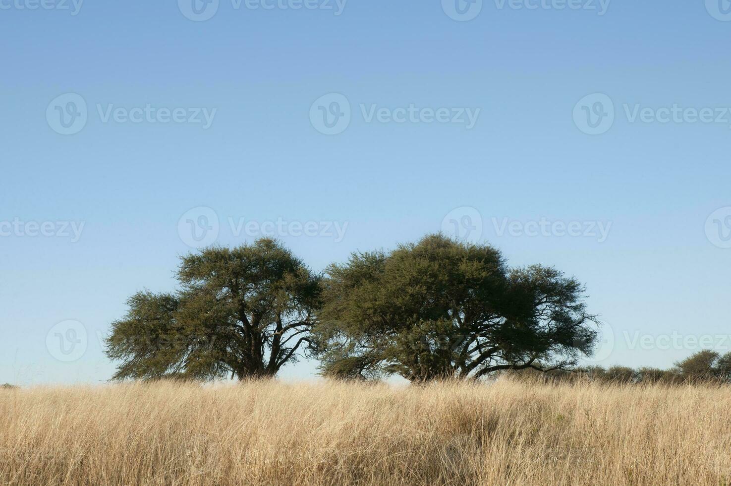 Calden forest landscape, Geoffraea decorticans plants, La Pampa province, Patagonia, Argentina. photo