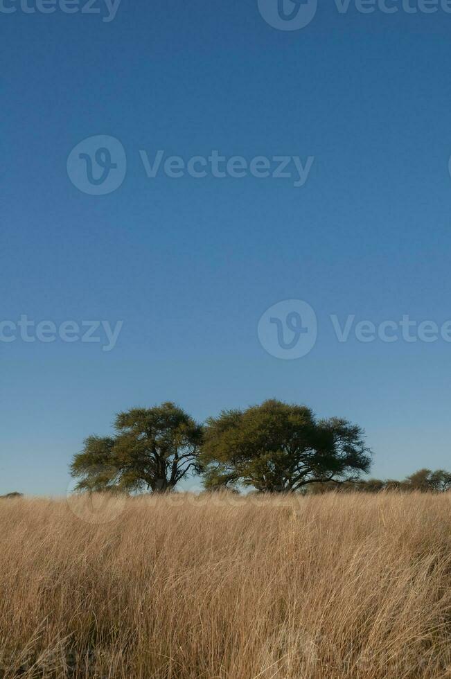 Calden forest landscape, Geoffraea decorticans plants, La Pampa province, Patagonia, Argentina. photo