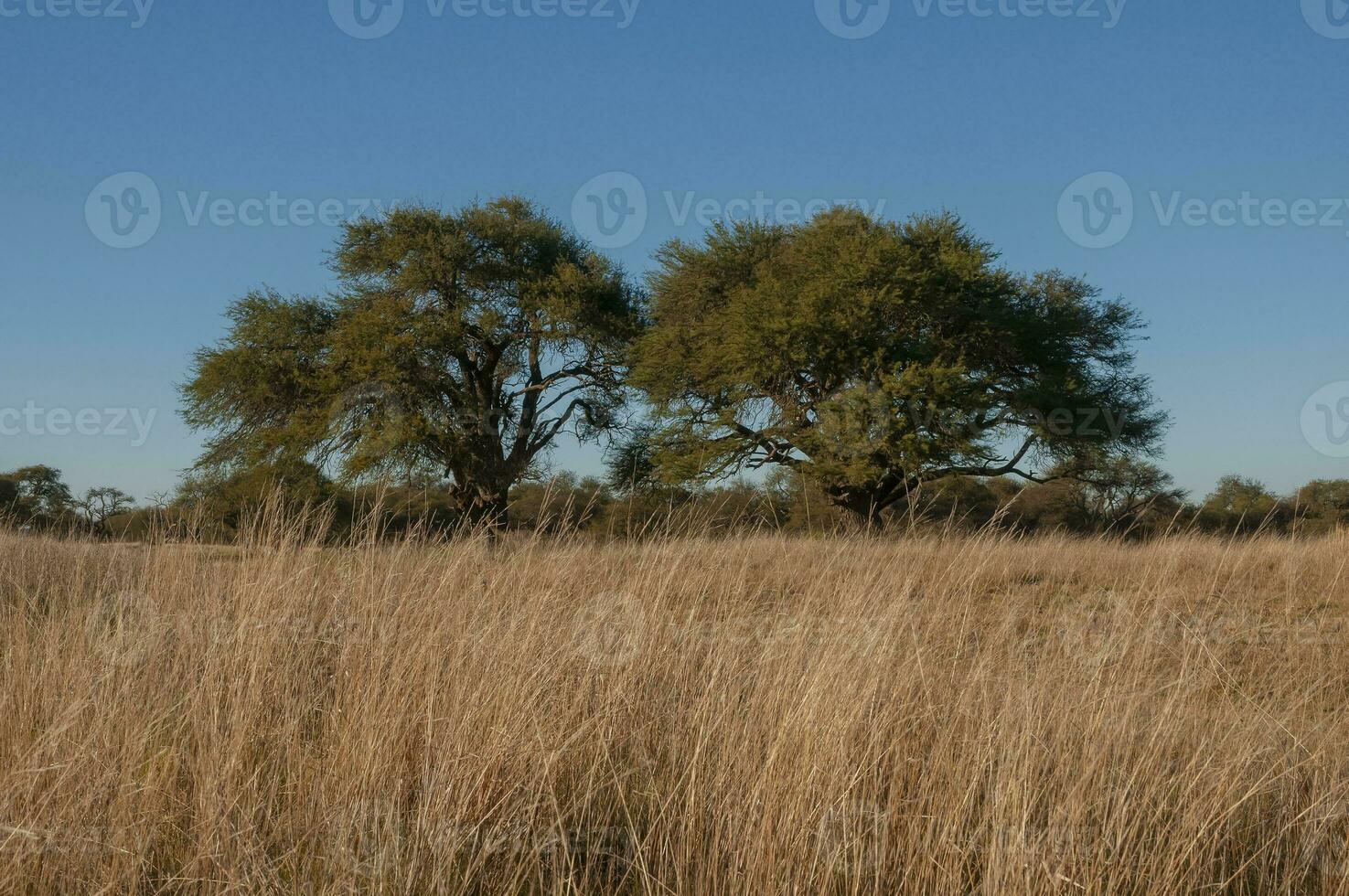 caldén bosque paisaje, geoffraea decorticanos plantas, la pampa provincia, Patagonia, argentina. foto