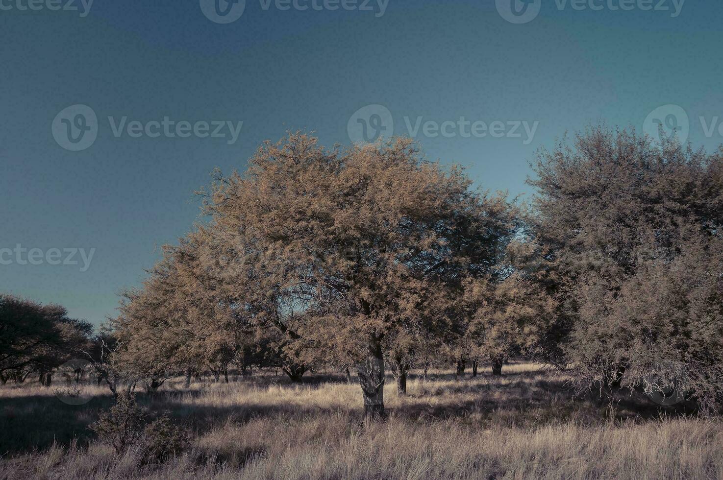 caldén bosque paisaje, geoffraea decorticanos plantas, la pampa provincia, Patagonia, argentina. foto