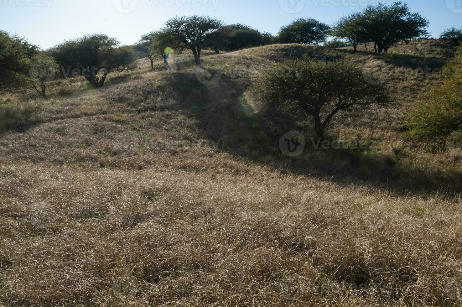 Calden forest landscape, Geoffraea decorticans plants, La Pampa province, Patagonia, Argentina. photo