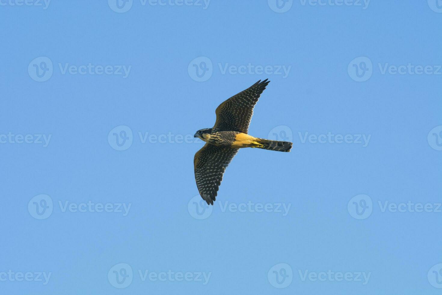 Aplomado falcon in flight, Patagonia Argentina. photo