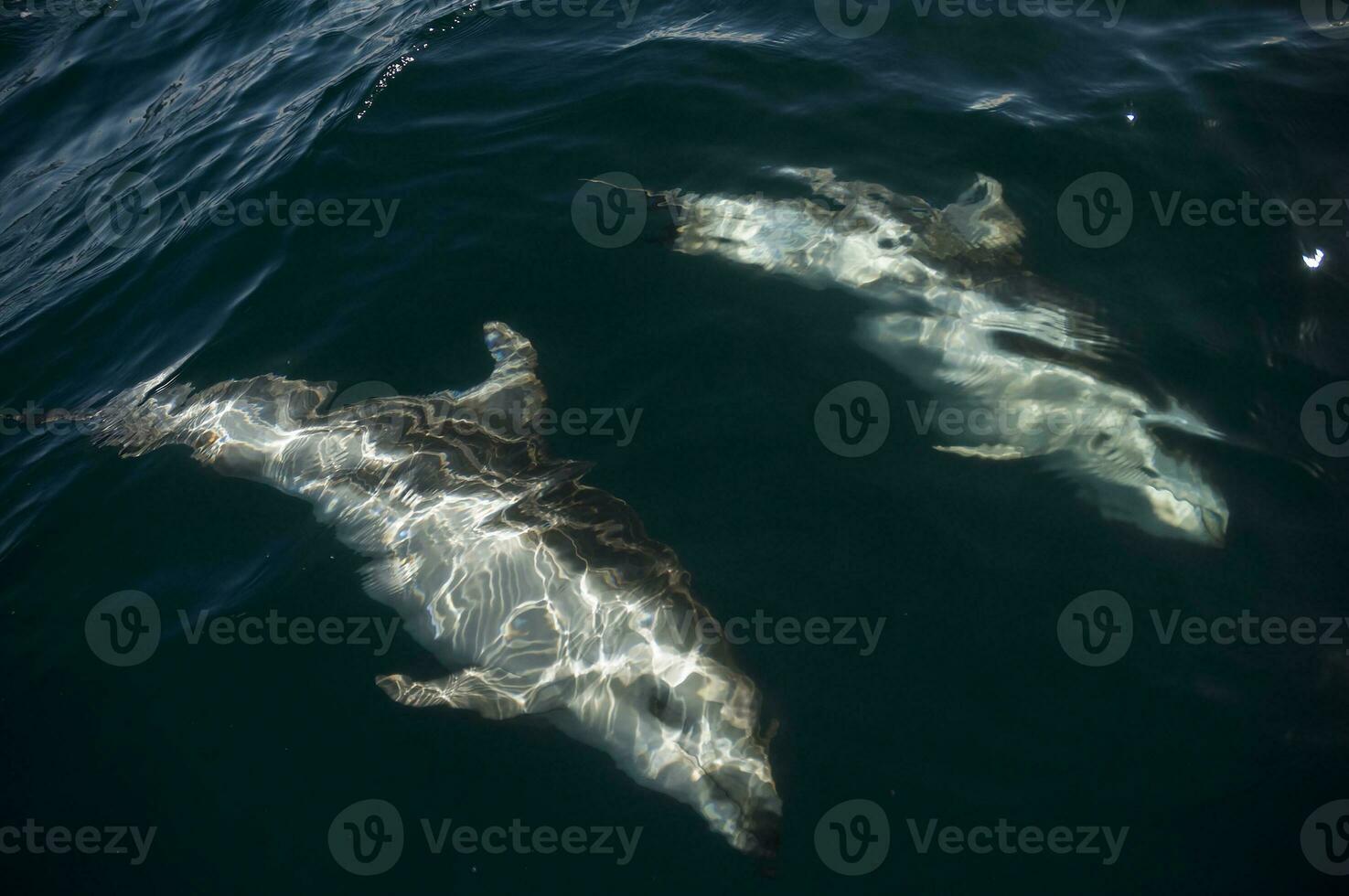 Dusky dolphin jumping , Peninsula Valdes , Unesco World Heritage Site, Patagonia , Argentina. photo
