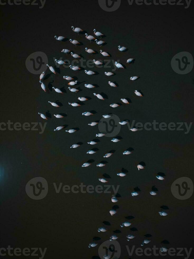 Flamingos in patagonia , Aerial View photo