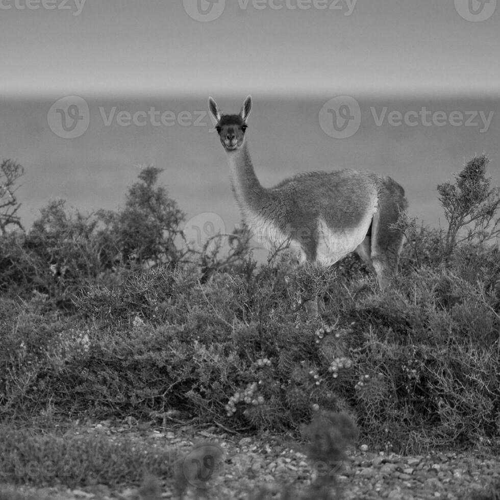 Guanaco, Lama Guanicoe, Luro Park, La Pampa Province, La Pampa, Argentina. photo