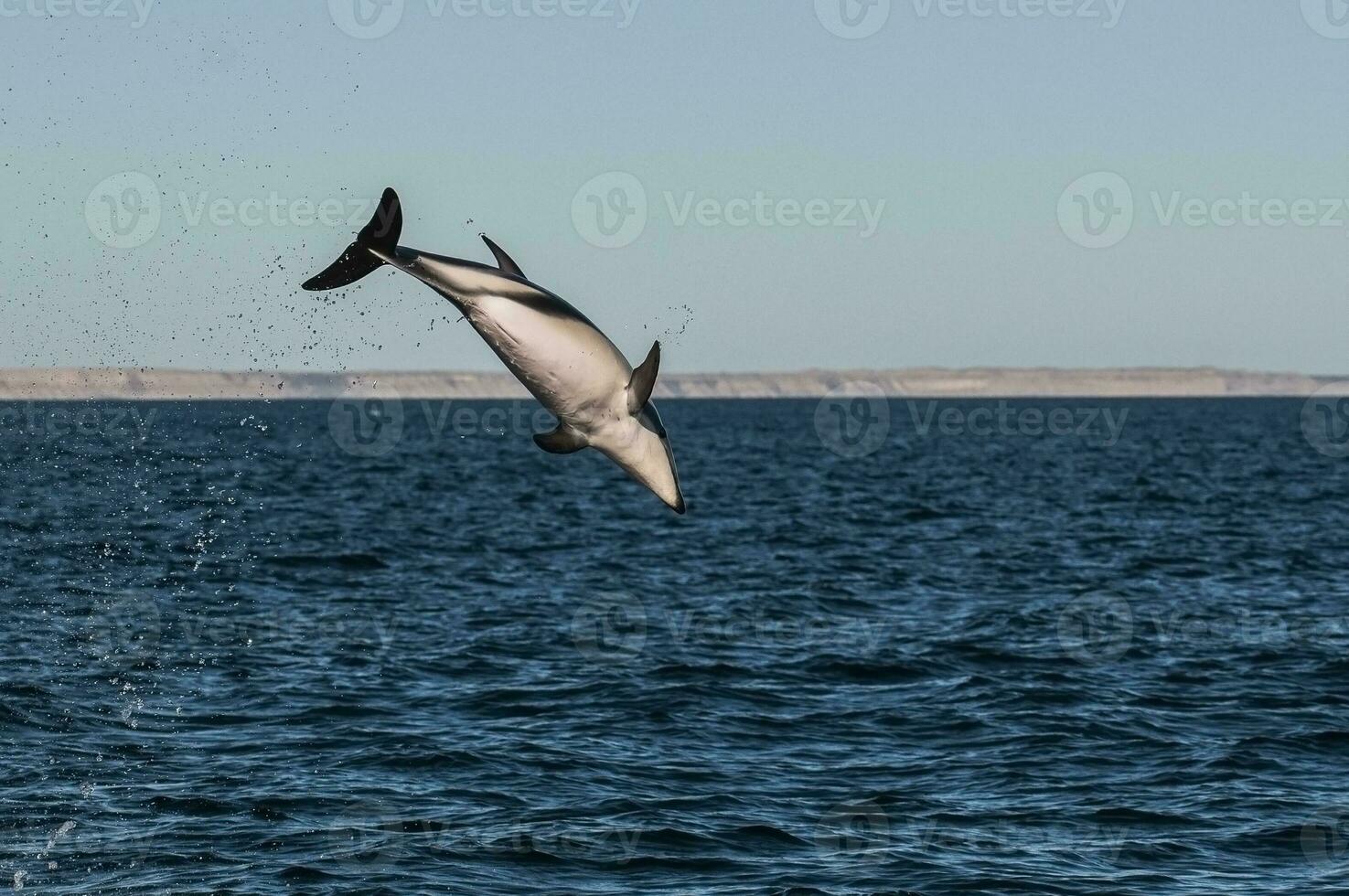 oscuro delfín saltando, península valdés,patagonia,argentina foto