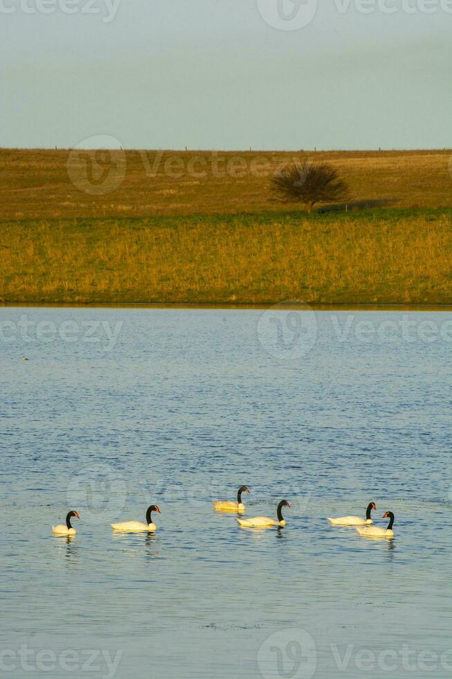 Black necked Swan swimming in a lagoon, La Pampa Province, Patagonia, Argentina. photo