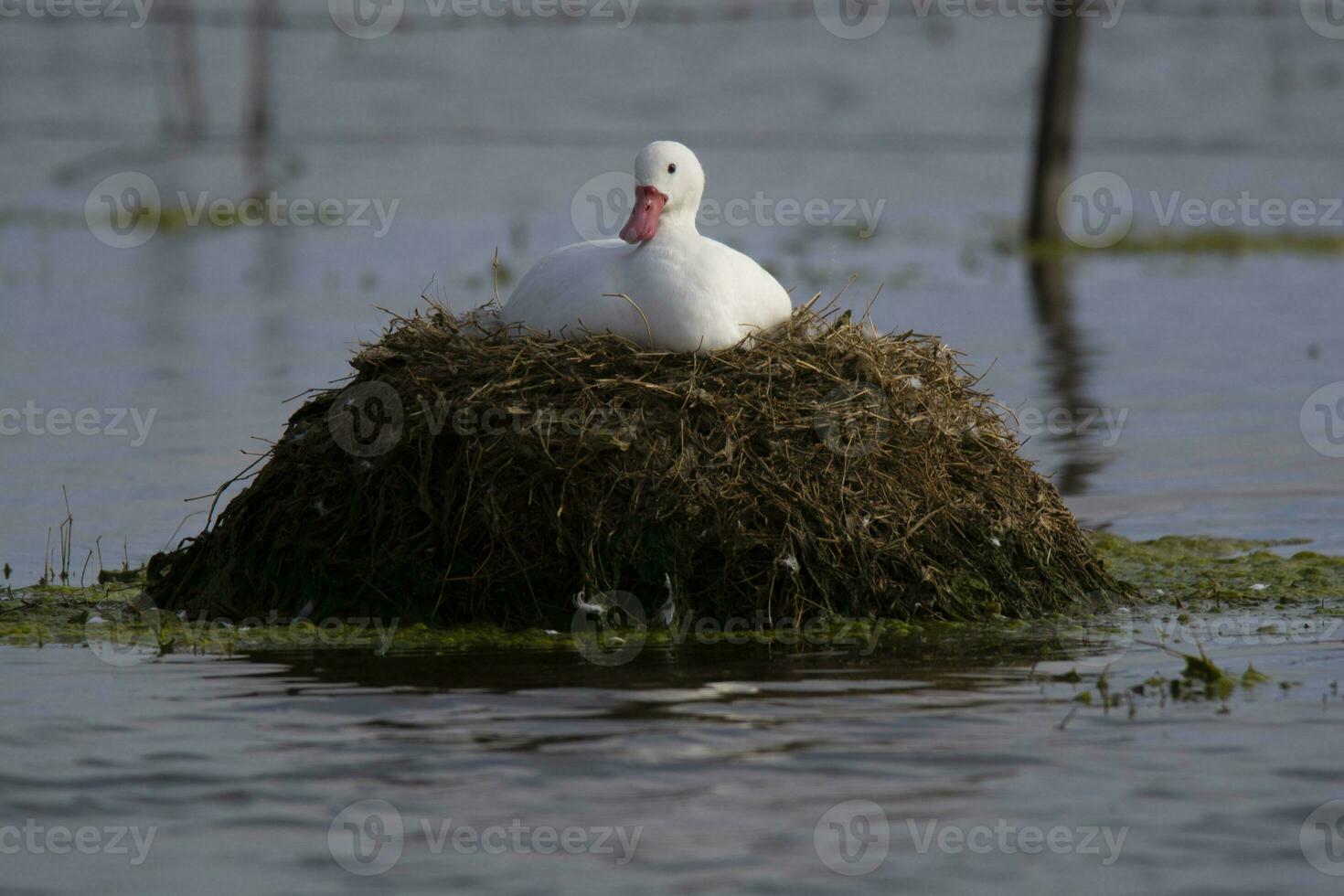 Coscoroba swan nesting in a lagoon , La Pampa Province, Patagonia, Argentina. photo