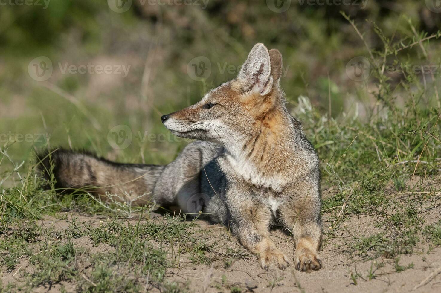 Pampas Grey fox yawning ,in Pampas grass environment, La Pampa province, Patagonia, Argentina. photo