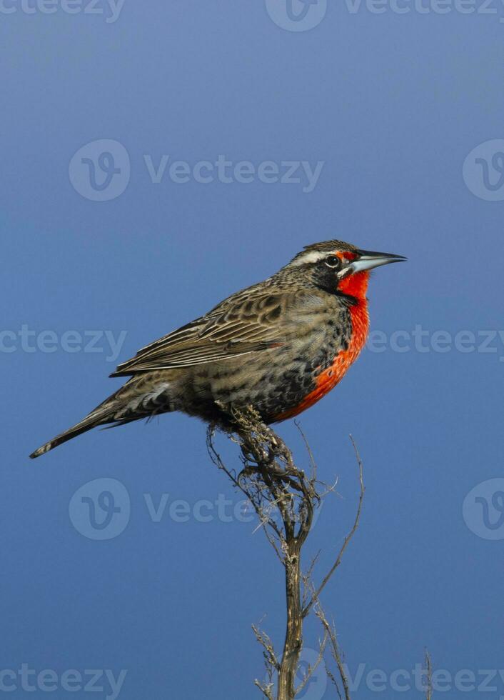 Long tailed Meadowlark, perched in Pampas grassland environment, La Pampa Province, Patagonia, Argentina. photo