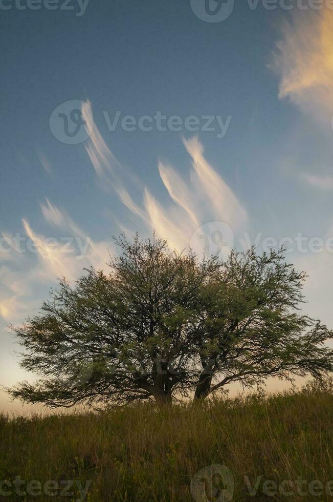 Calden forest landscape, Geoffraea decorticans plants, La Pampa province, Patagonia, Argentina. photo