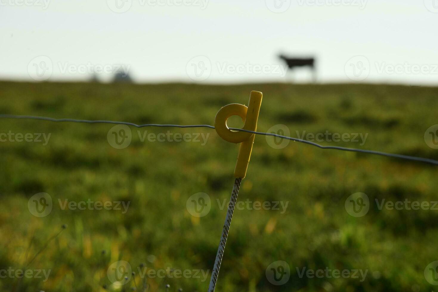 campo paisaje con vacas pasto, la pampa, argentina foto