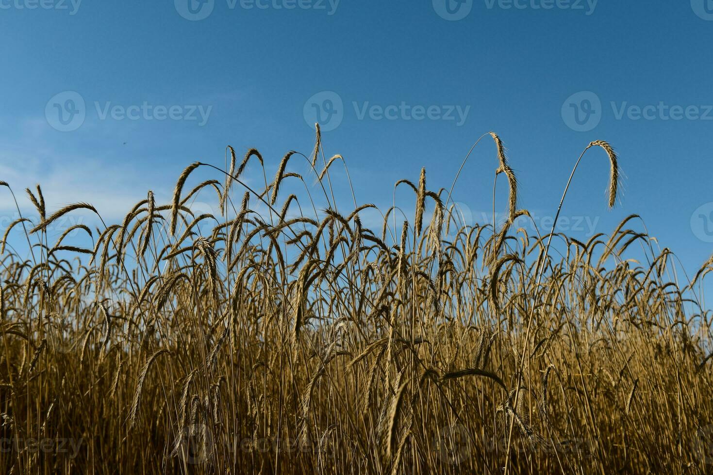 Wheat spikes ,cereal planted in La Pampa, Argentina photo
