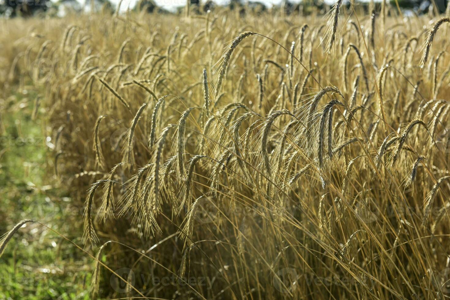 Wheat spikes ,cereal planted in La Pampa, Argentina photo