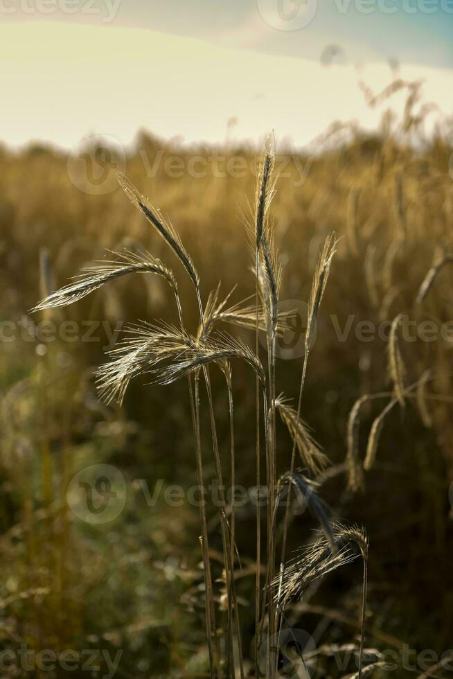 Wheat spikes ,cereal planted in La Pampa, Argentina photo