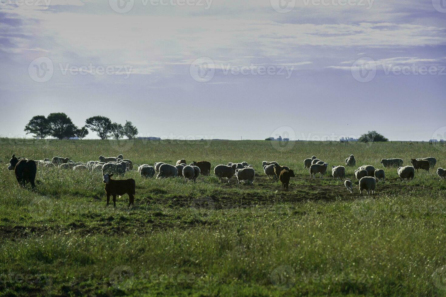 novillos alimentado en pastar, la pampa, argentina foto