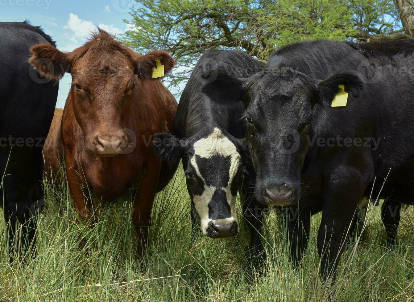 Steers fed on pasture, La Pampa, Argentina photo