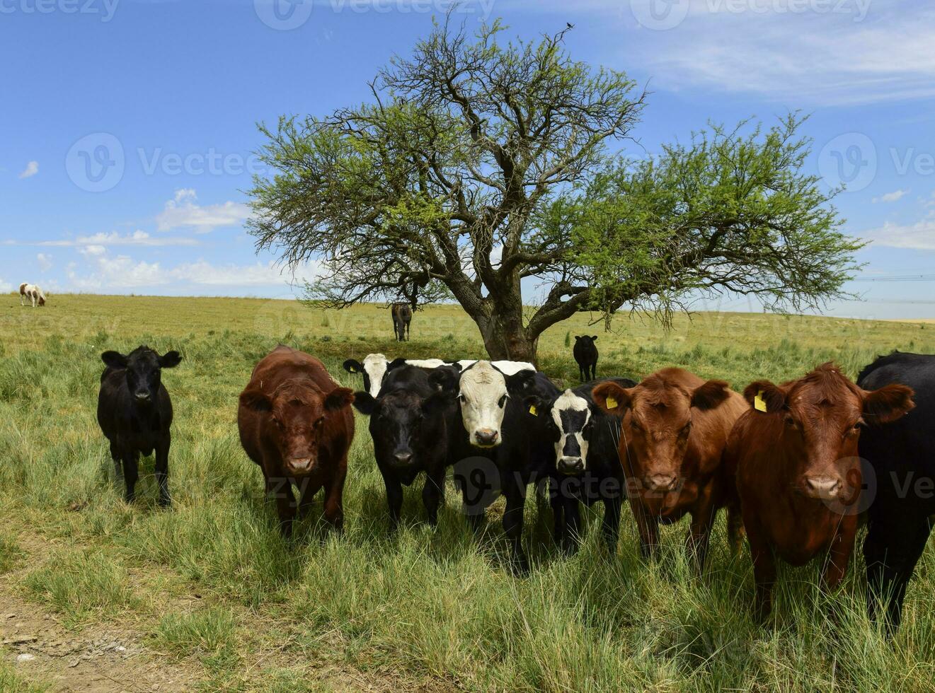 Steers fed on pasture, La Pampa, Argentina photo